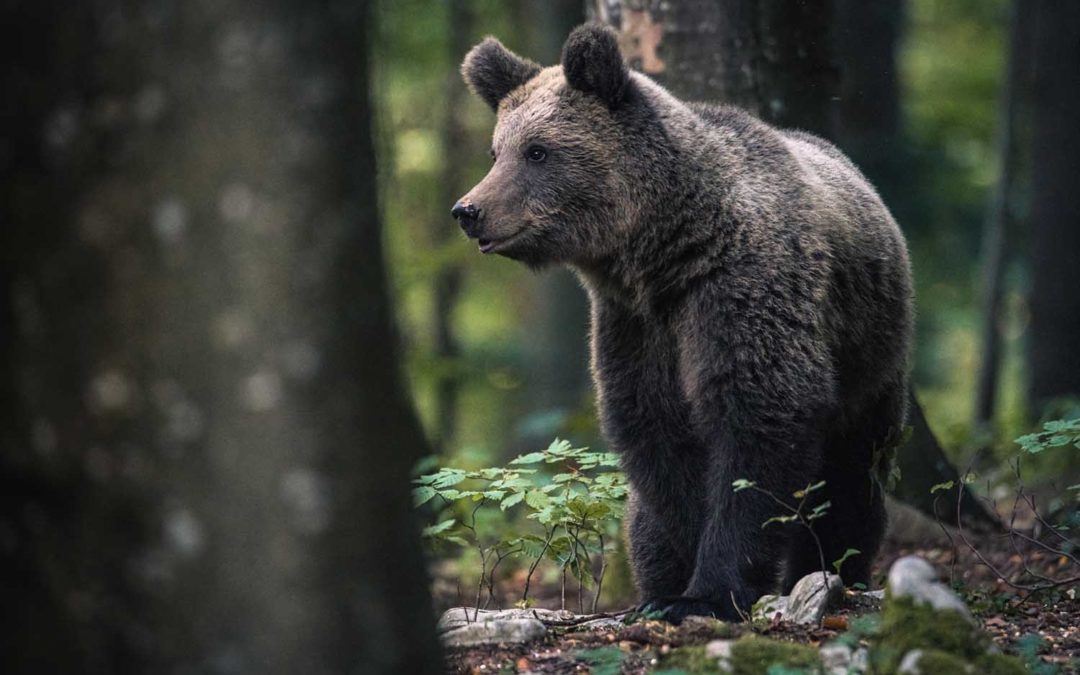 Sloweniens Bären