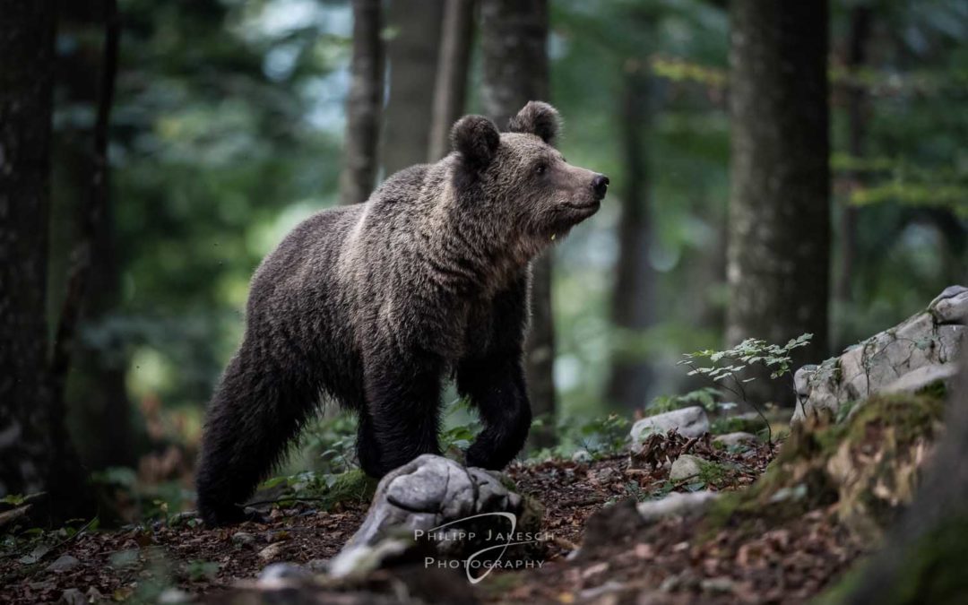 Braunbären in Slowenien