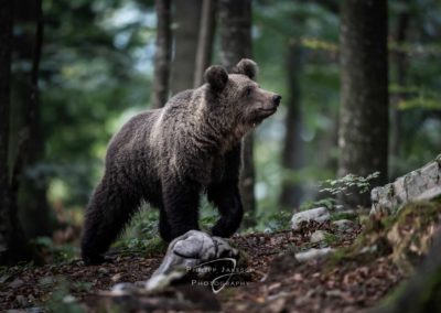 Braunbären in Slowenien
