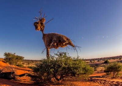 Namibia, Wildlife, Fotoreise, Afrika,